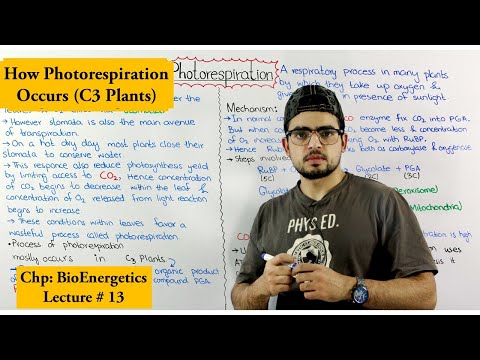 Photorespiration And Its Effects