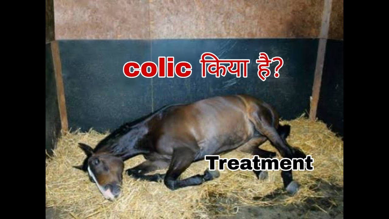 Pet-N-Vet care Colic in horses,treatmemt and symptoms in hindi.
