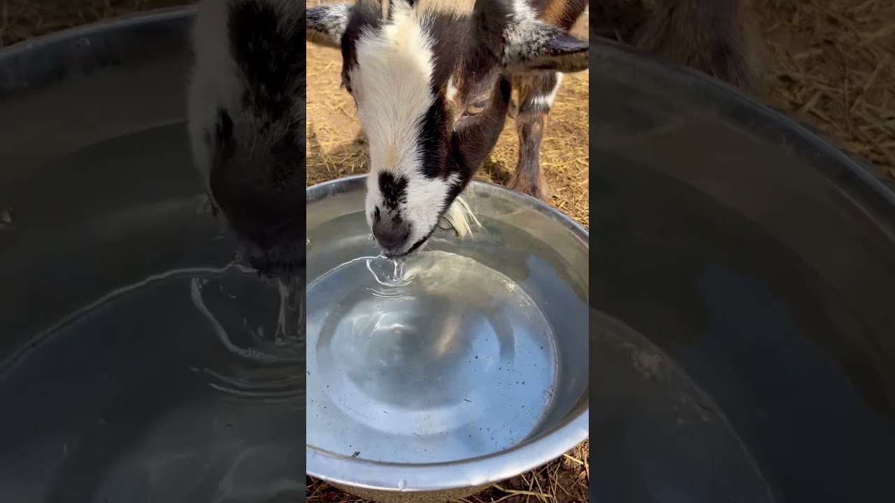 Carla slurping down on this warm day! 💦 🐐 