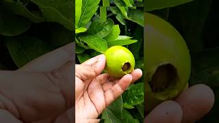 परर क खत Pirar Cultivation