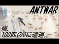 蟻戦争Ⅱ#4 アリが100匹のゴキブリに遭遇したら戸惑いが凄いw編~ants meets 100 cockroaches~
