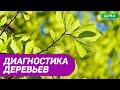 Диагностика состояния дерева. Факторы которые влияют на состояние дерева.