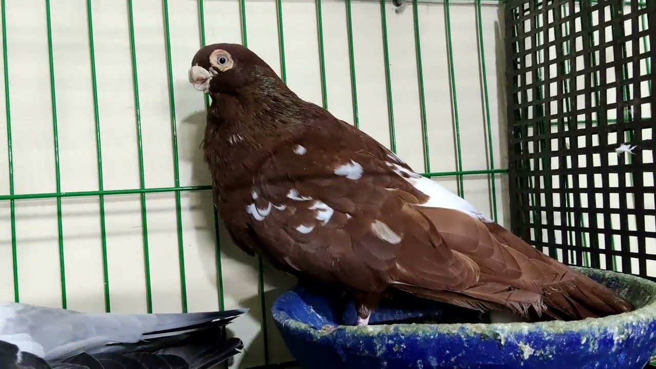 مفاجاه 😱 داخل معرض اخويا محمد احمد  مجموعه حمام غزار 👌 و لاحم فرنساوي 01288565244