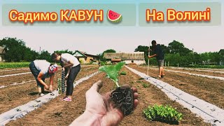 Садимо Кавун на Волині, як на Херсоні 🇺🇦 Вирощування Кавуна🍉