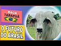 TABAPUÃ O FUTURO DO BRASIL.