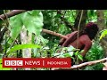 'Manusia Lubang': Tinggal sendiri, anggota terakhir suku asli Brazil meninggal - BBC News Indonesia