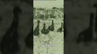 AUSTRALIA LOST A WAR...  TO BIRDS! #didyouknow #history #australia #shorts