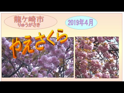 八重さくら,  音楽：龍ヶ崎一高・応援歌