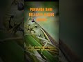 MITOS belalang masuk rumah