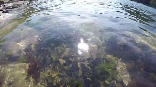 Baby Flatfish
