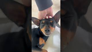 I love my cute Miniature Pinscher ❤️ #minpin #miniaturepinscher #dogshorts #doglove #doglovers #love