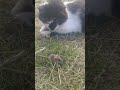 Кошки-мышки друзья 😳🐱