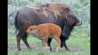 Yellowstone Bison (buffalo)