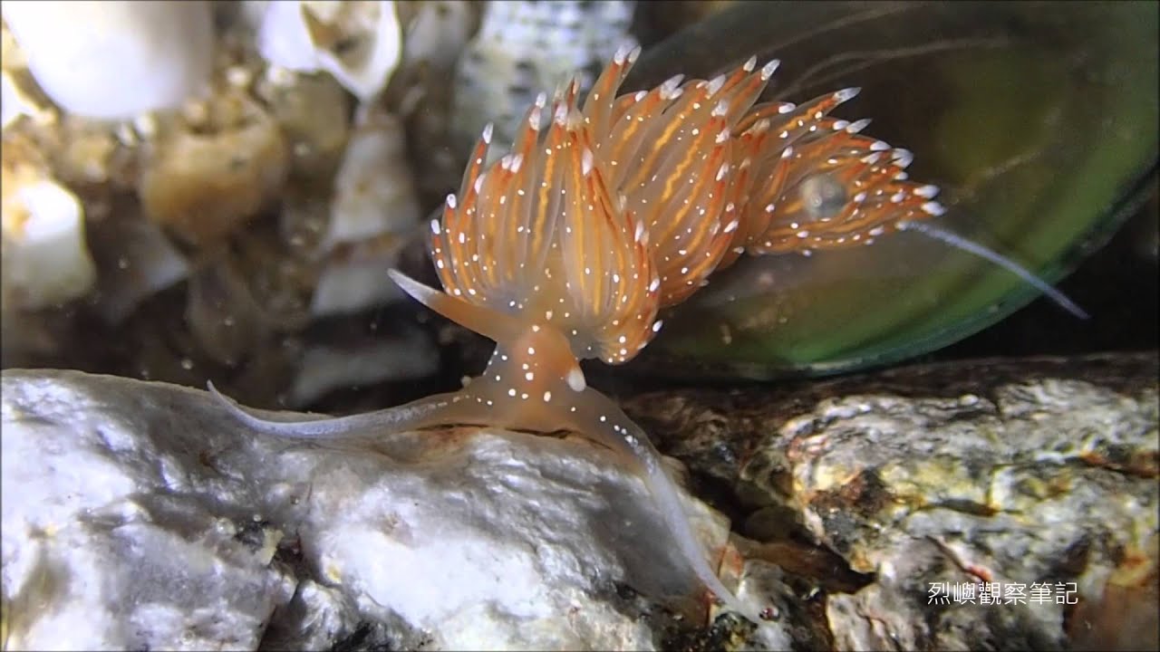 Flabellina pellucida