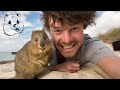 Quokka Selfie Tutorial - How to take Animal Selfies - Ultimate Guide