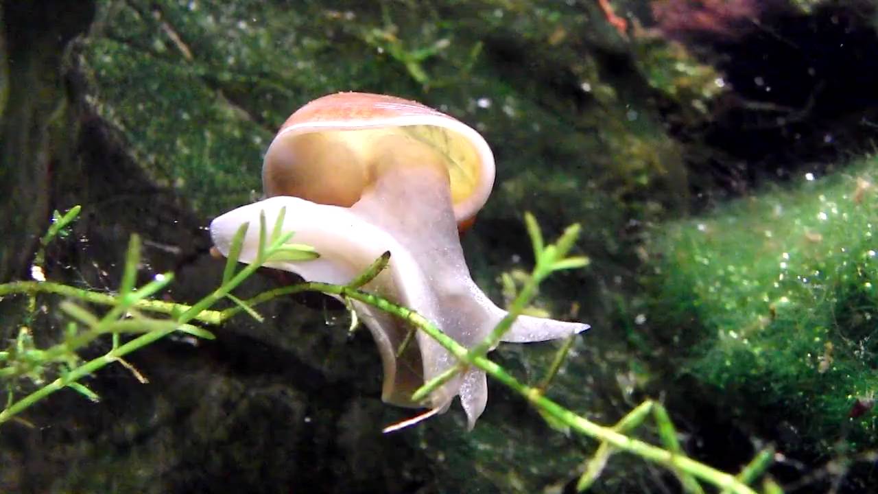 Spitzhornschlammschnecke Lymnaea stagnalis www.wp-3d.de