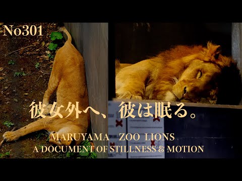 No301 外に出たイト vs 眠りたいパーチェ｜円山動物園ライオン