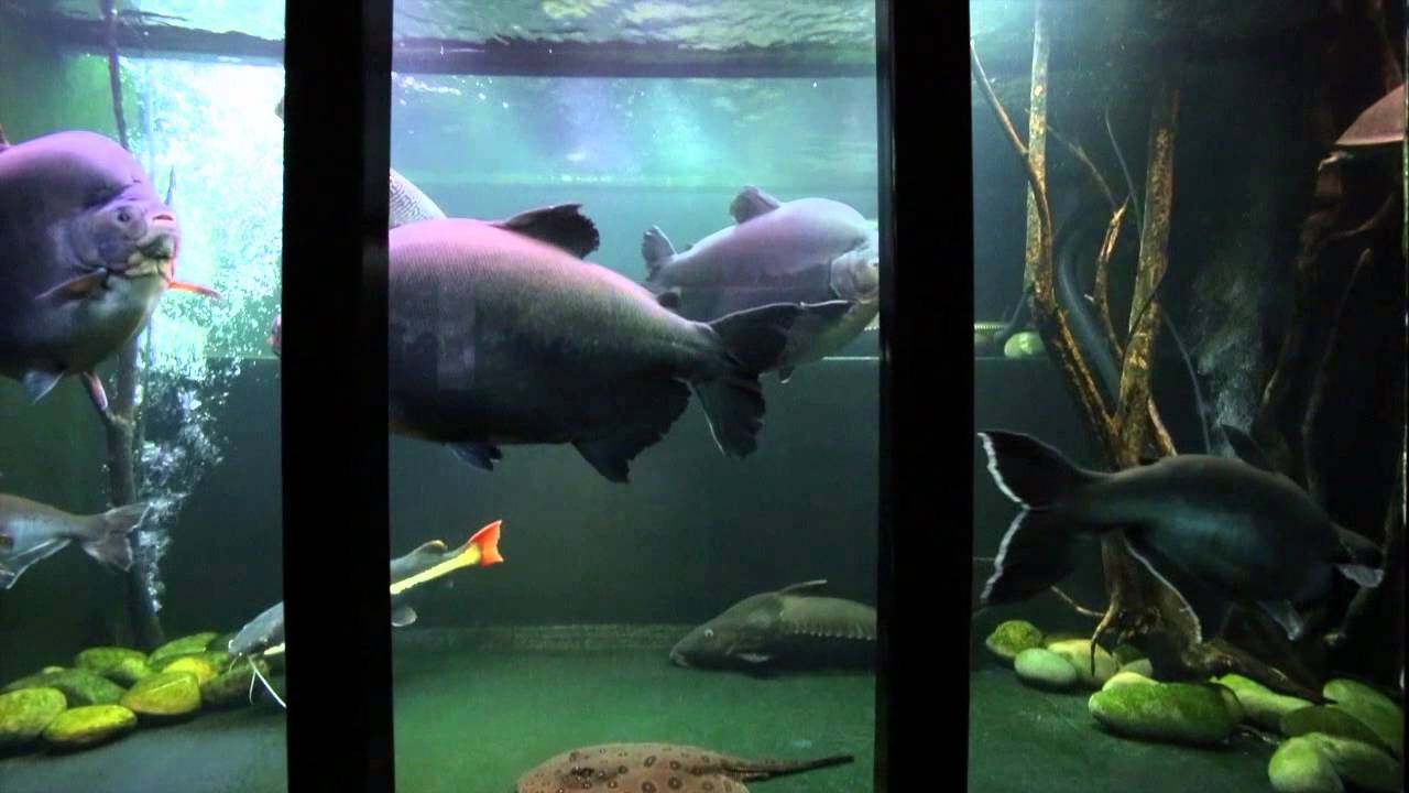 big freshwater fish for tanks