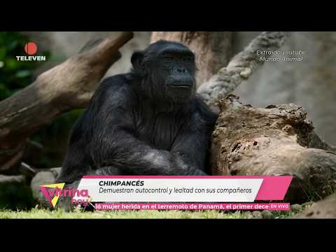 In Focus: Chimpanzees Recognize Those They Have Bonds With – Vitrina Hoy
