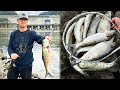 Shad fishing 06162023  fight those fatty with a light rod  how to fish for columbia river shad