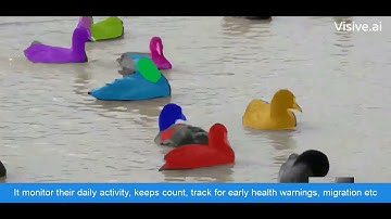 This AI is dedicated to monitoring these ducks & migratory birds at lakes