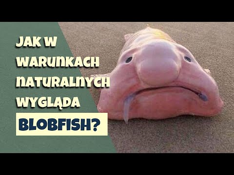 Wideo: Dlaczego psy mieszają zęby?