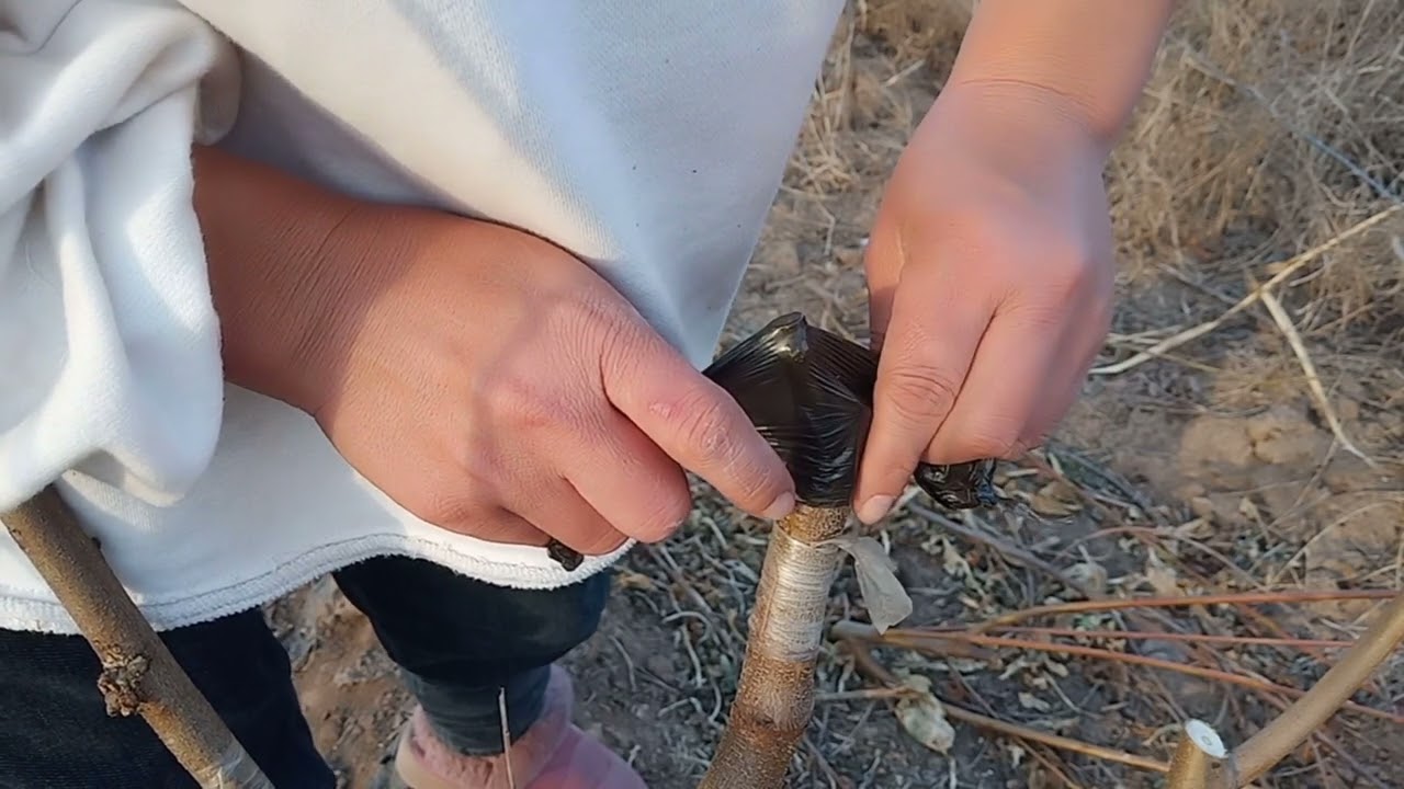 桃树春季嫁接，腹接用嫁接刀取接穗和用剪刀取接穗的详细操作方法