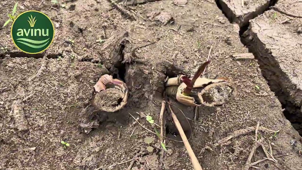 Siembra inclinada de pastos de corte 