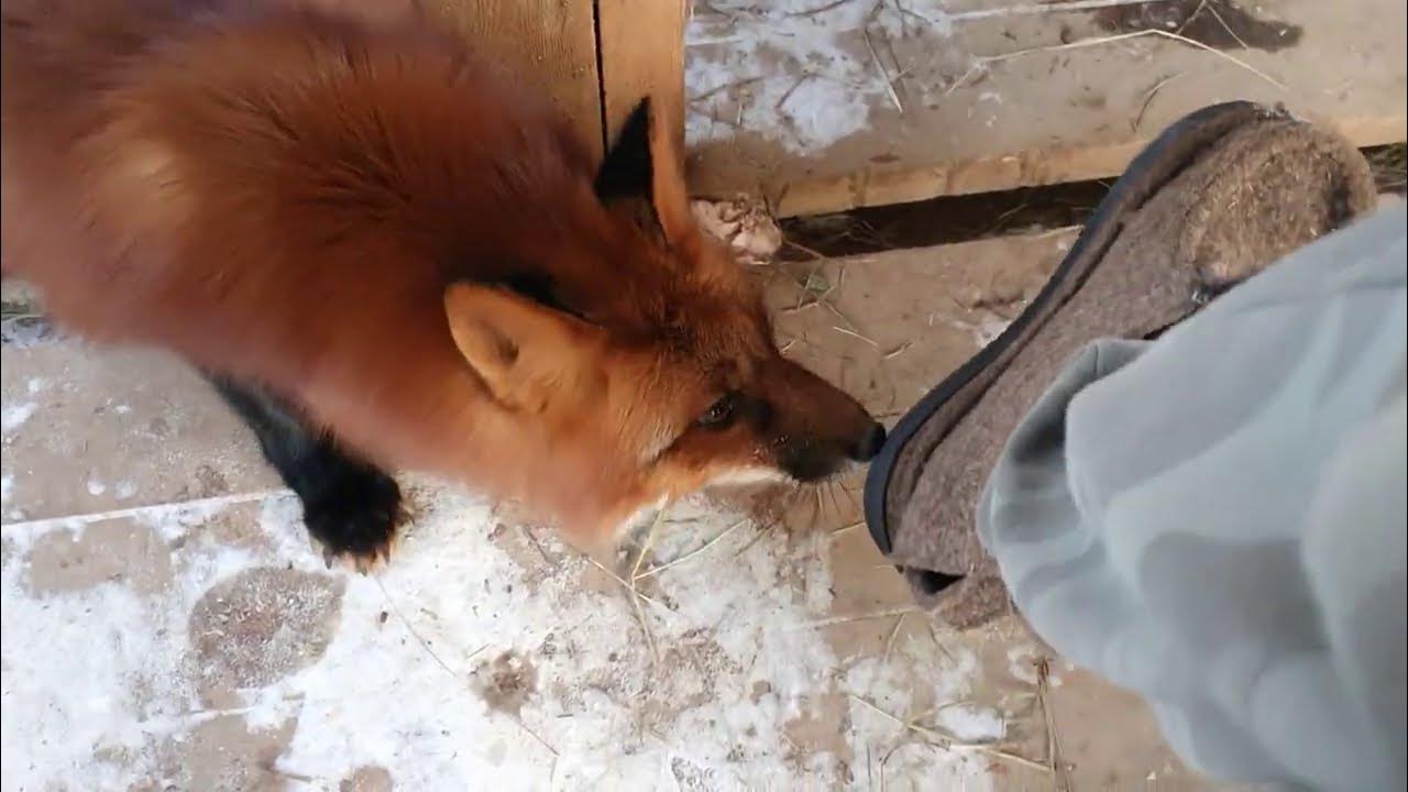 Размер лисы обыкновенной. Лисы в азербайджане. Лиса рост. Лиса весит. Размер лисы.