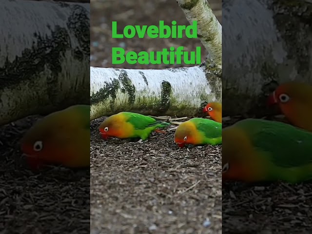 Kicau burung mania Lovebird gacor#shrots class=