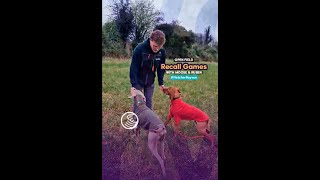 Open Field Recall Games with Moose + Ruben by Royvon Dog Training and Hotels 51 views 1 month ago 1 minute, 52 seconds