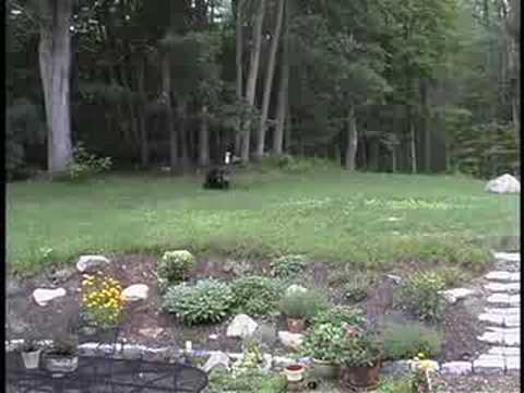 Our Dog Bud Chases Bear from Bird Feeder