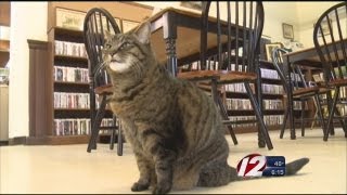 Swansea Library Cat