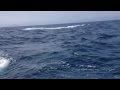 Танец кита на тихом океане Эквадор