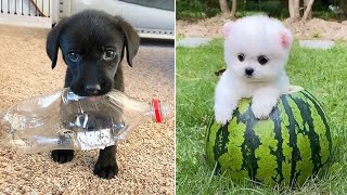 Baby Dogs 🔴 Cute and Funny Dog Videos Compilation #42 | 30 Minutes of Funny Puppy Videos 2022