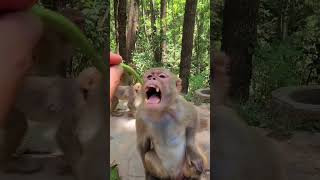 Monkey Eating Chilli