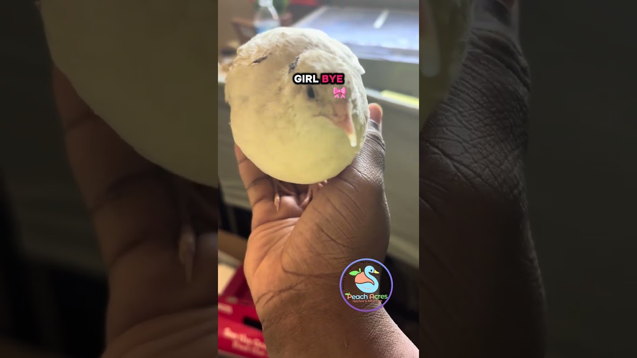 Quail Sandwich potential 