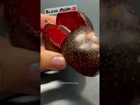 SATSUMA Blood PLUM