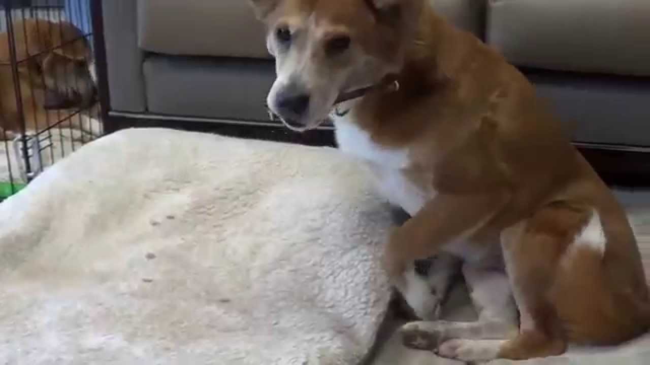 aspca near me ASPCA Rehab Center Graduate Flynn is Ready for a Home