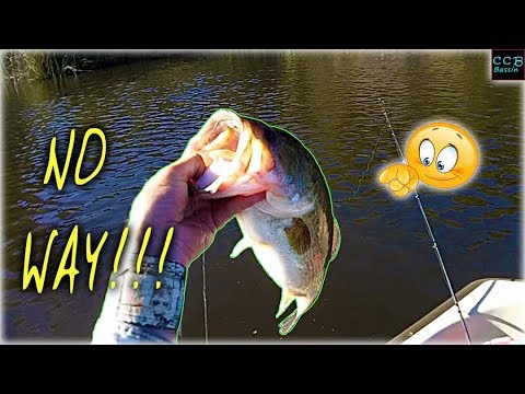 happy fishing day MONDO AMONG the MICROS!!!