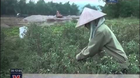 Tuyên Quang: Cát tặc ngang nhiên ngăn sông Phó Đáy khai thác cát sỏi