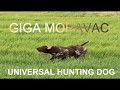 kurzhaar of djurić UNIVERSAL HUNTING DOG -UNIVERZALNI LOVAČKI PAS