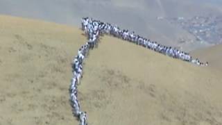 Francis Alÿs - When Faith Moves Mountains (making of)