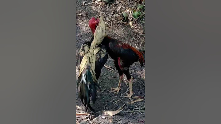 ayam bangkok vs ayam jawa#fypシ゚ #fyp #vidio #vidioshort #ayam