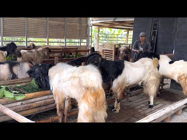 PUSAT KAMBING JUMBO DI BULUSARI DEMAK 🔥 class=