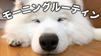 サモエド Youtube