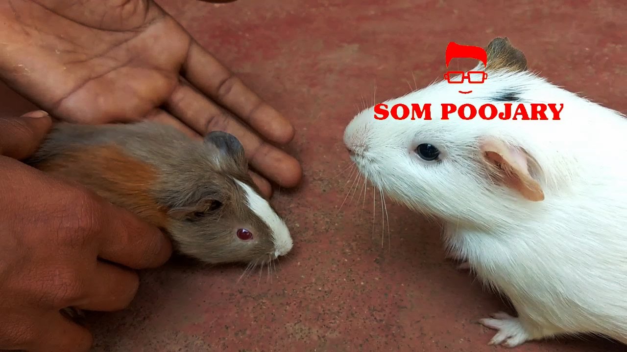 petco hours Guinea pig cage setup