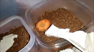 Gryllus Assimilis Pinhead