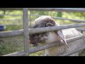 Gefährliche Abenteuer der Schafe - Auf zu neuen Schafen
