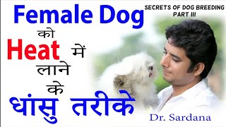 Best Treatment For FEMALE HEAT PROBLEMS | female heat problems and its solution | breeding secrets